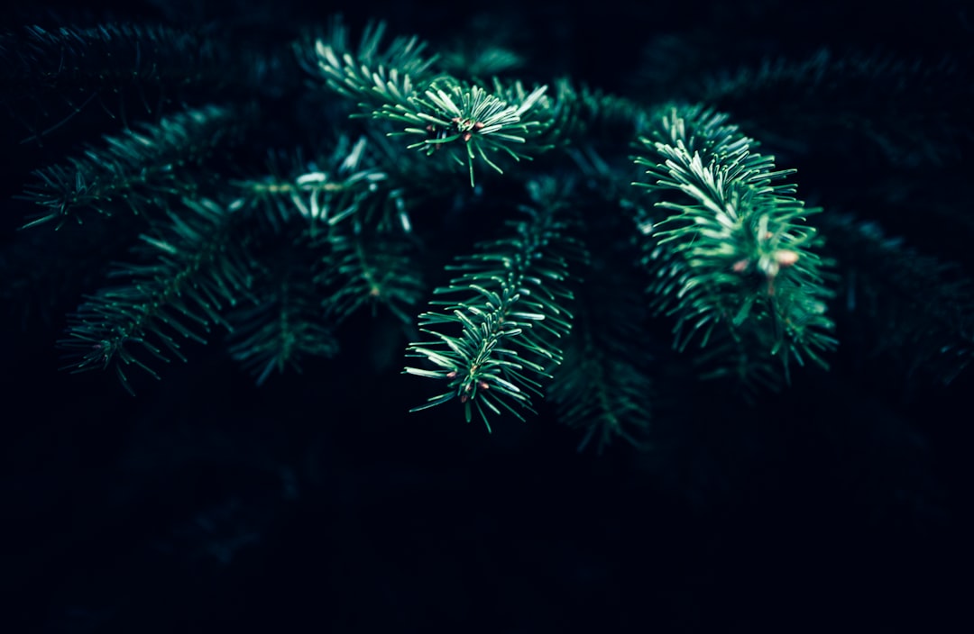 Close-up of green pine tree needles with a dark, blurred background, highlighting the texture and details of the branches.
