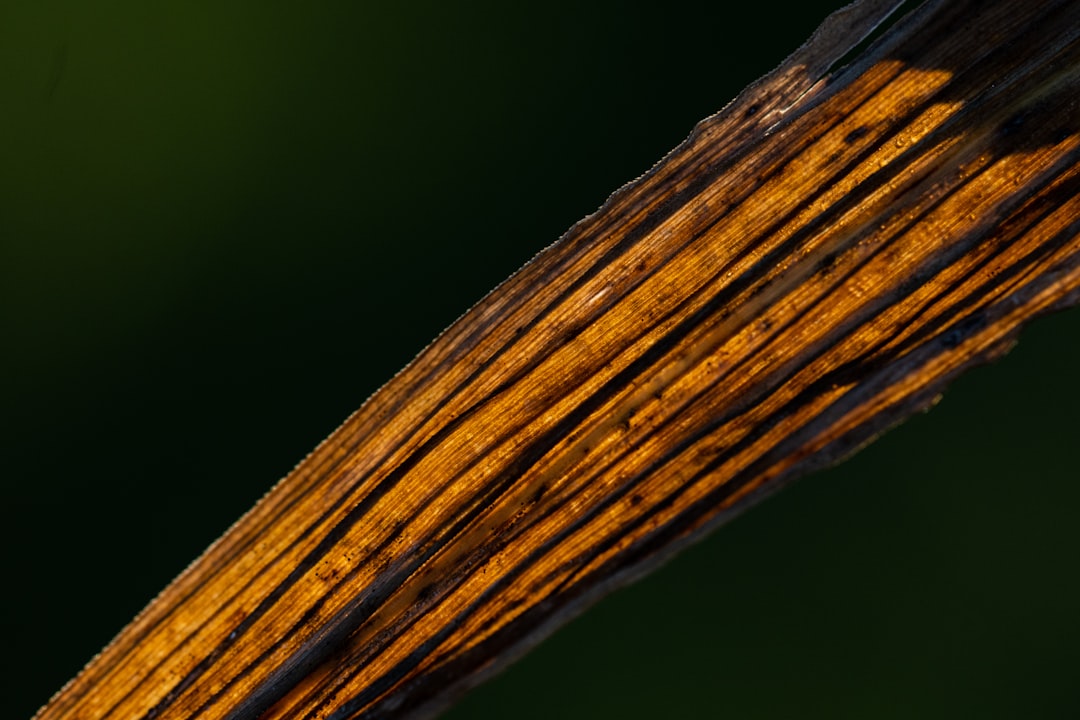 Close-up of a dried, textured plant stem with golden light shining through, highlighting the detailed lines and patterns against a dark green blurred background.
