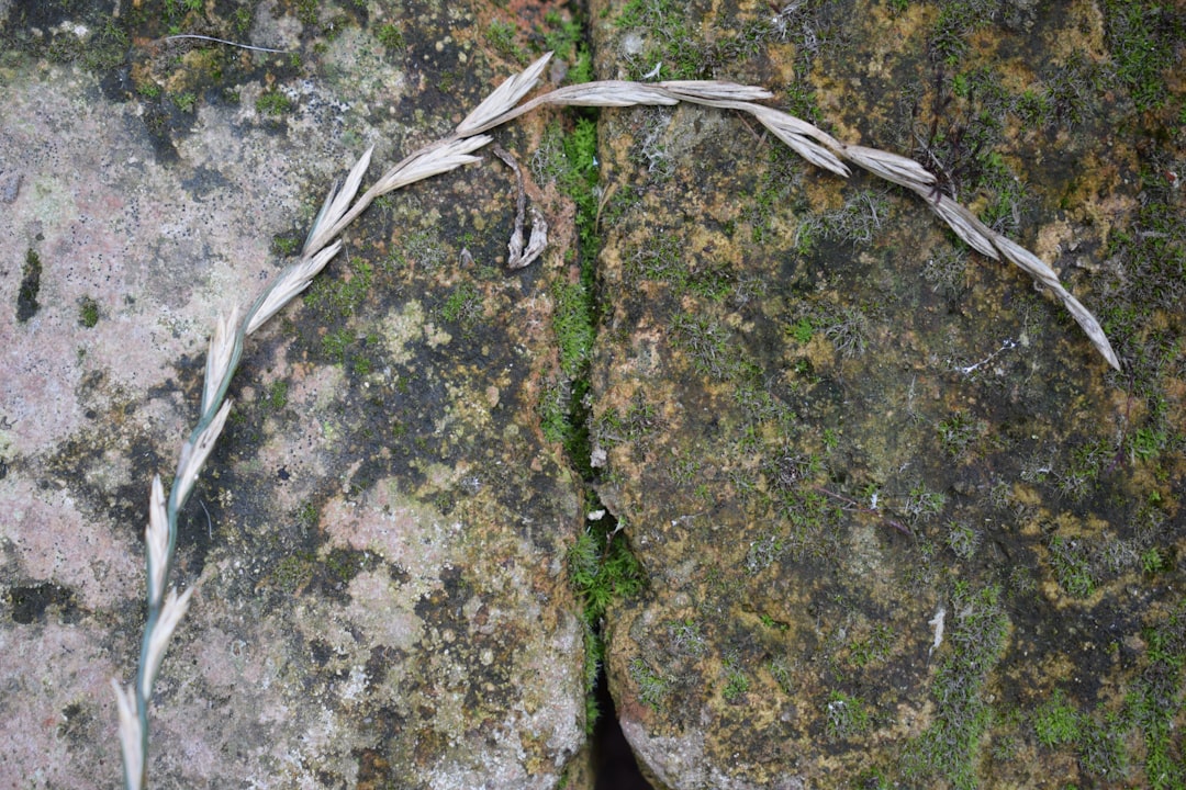 A curved, dried grass stem lies across two weathered, moss-covered stone slabs, with a green mossy gap running vertically between them.