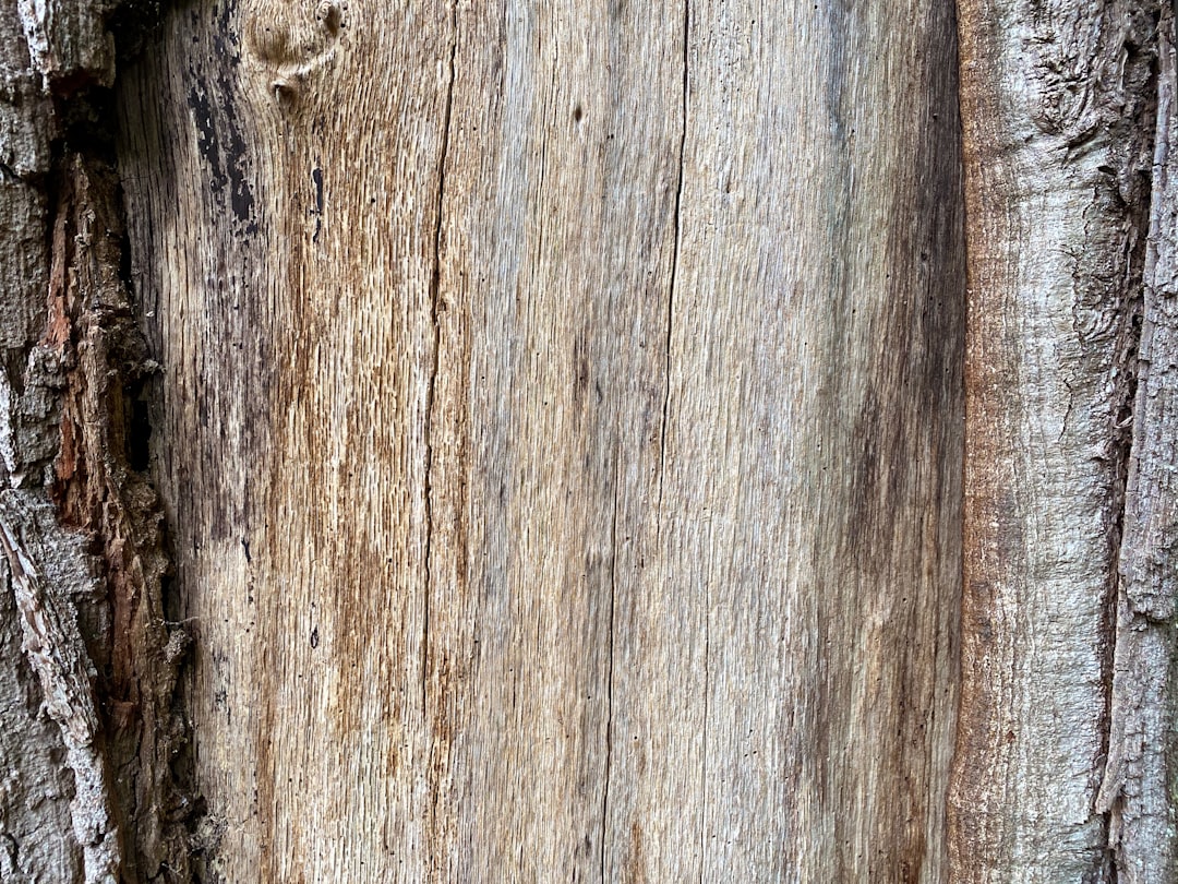 Close-up of tree bark showing rough, textured surface with vertical lines and various shades of brown and gray. Some areas are smoother while others have peeling or cracked bark along the edges.