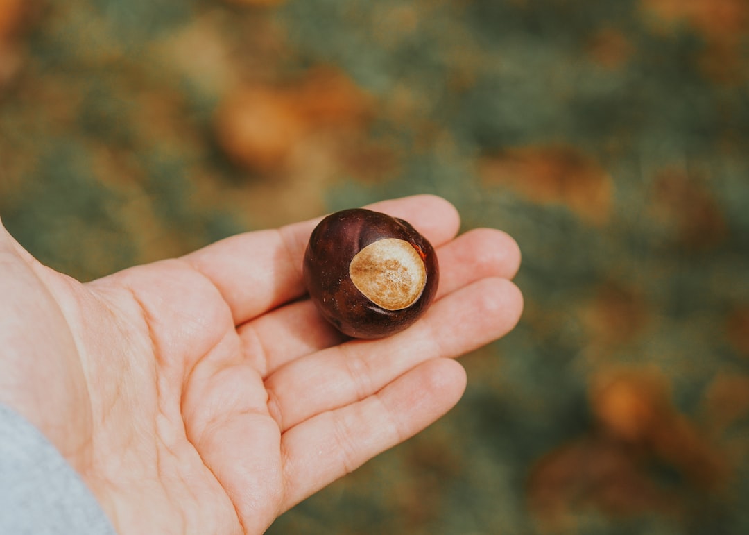 A close-up of a hand holding a single brown chestnut with a light tan spot, against a blurred natural background.