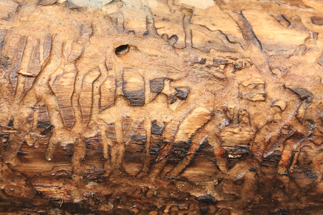 Close-up of a tree trunk with wavy, irregular trails and tunnels carved into the bark by insects, likely bark beetles, revealing lighter wood underneath.