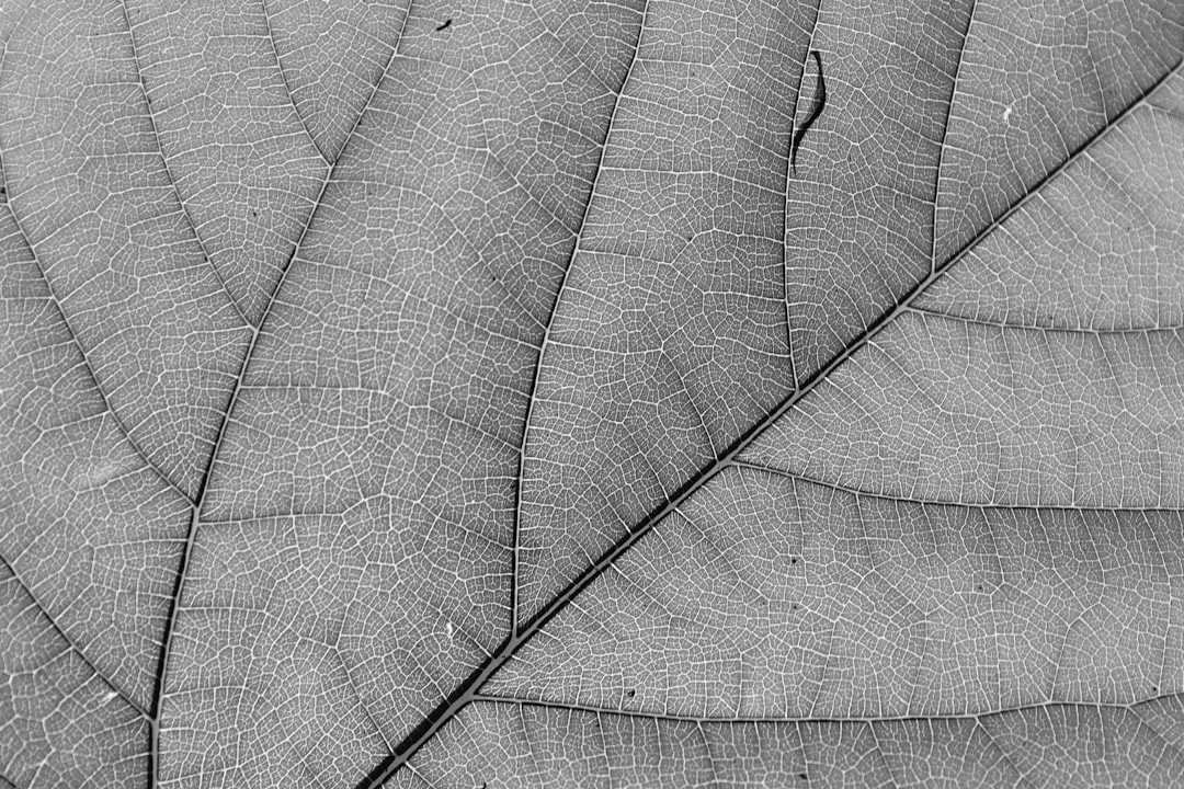 Close-up image of a leaf showing intricate vein patterns in sharp detail. The photo is in grayscale, highlighting the leaf’s texture and natural structure.