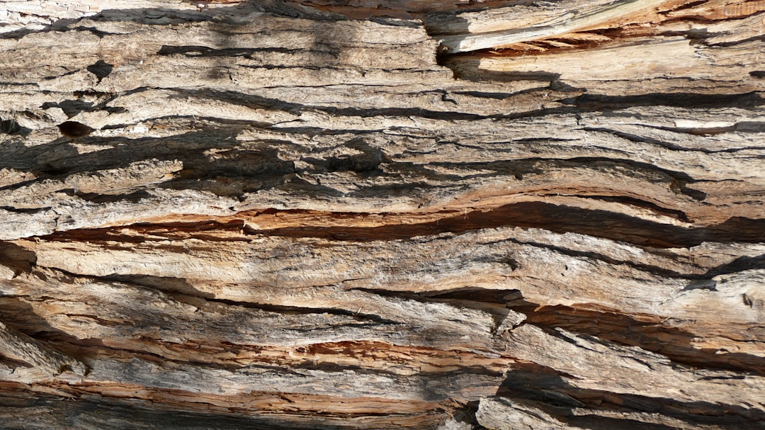 Close-up of rough, textured tree bark with deep grooves and ridges, showing various shades of brown and gray. Sunlight highlights the uneven, natural patterns and shadows across the surface.
