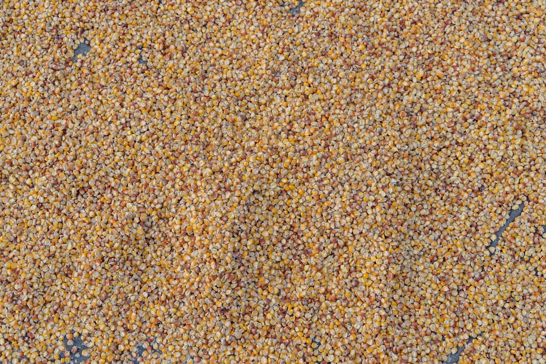 A large quantity of dried corn kernels spread out in a dense, even layer, showing a mix of yellow and orange hues.