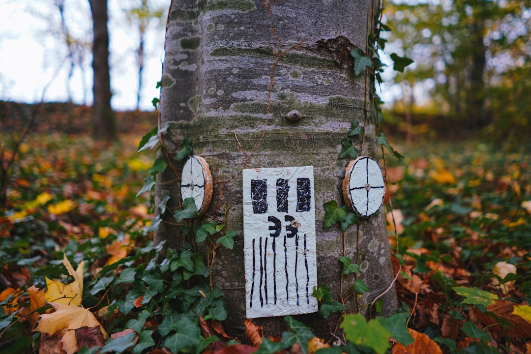 A tree trunk in a forest with a white painted sign showing three rectangles, black lines, and the number 33. Two round wooden discs are attached to the trunk, surrounded by green ivy and fallen autumn leaves.