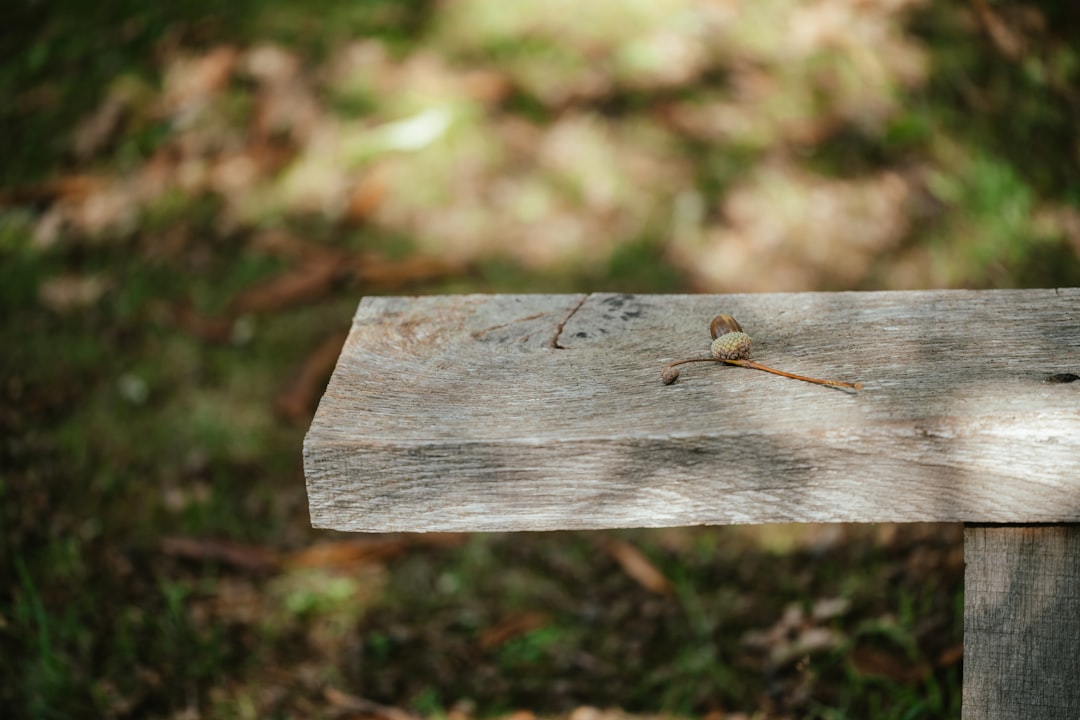 A close-up of a weathered wooden bench with a single acorn and stem resting on it, surrounded by blurred green grass and fallen leaves in the background.